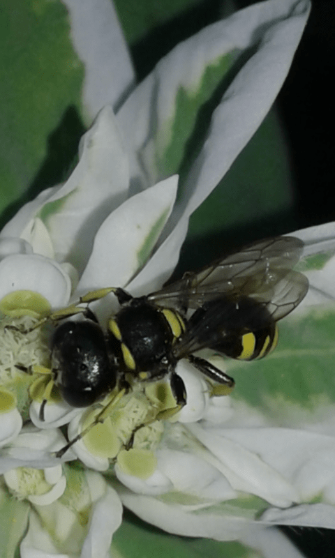 Crabronidae : Ectemnius sp.? S.